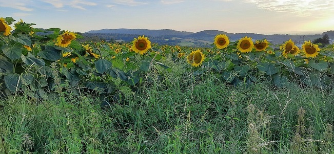 Sonnenblume